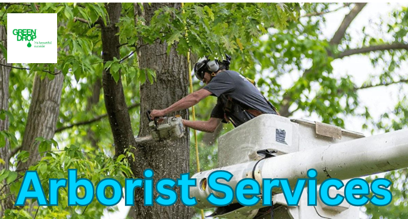 Arborist Services