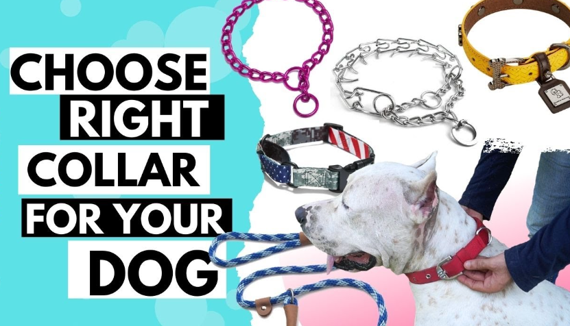 Mastering Safety – Understanding Different Dog Collars and Leashes