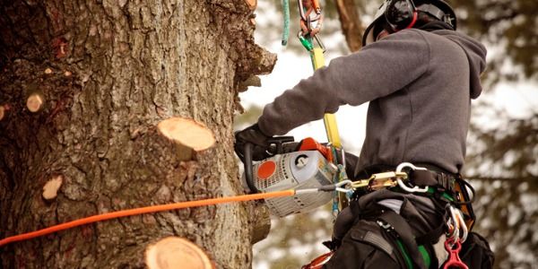 Best Tree Care & Arborist Services in Calgary